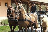 Hästvagn resa - Avkopling på Zichy Park Hotell i Bikacs i Ungern